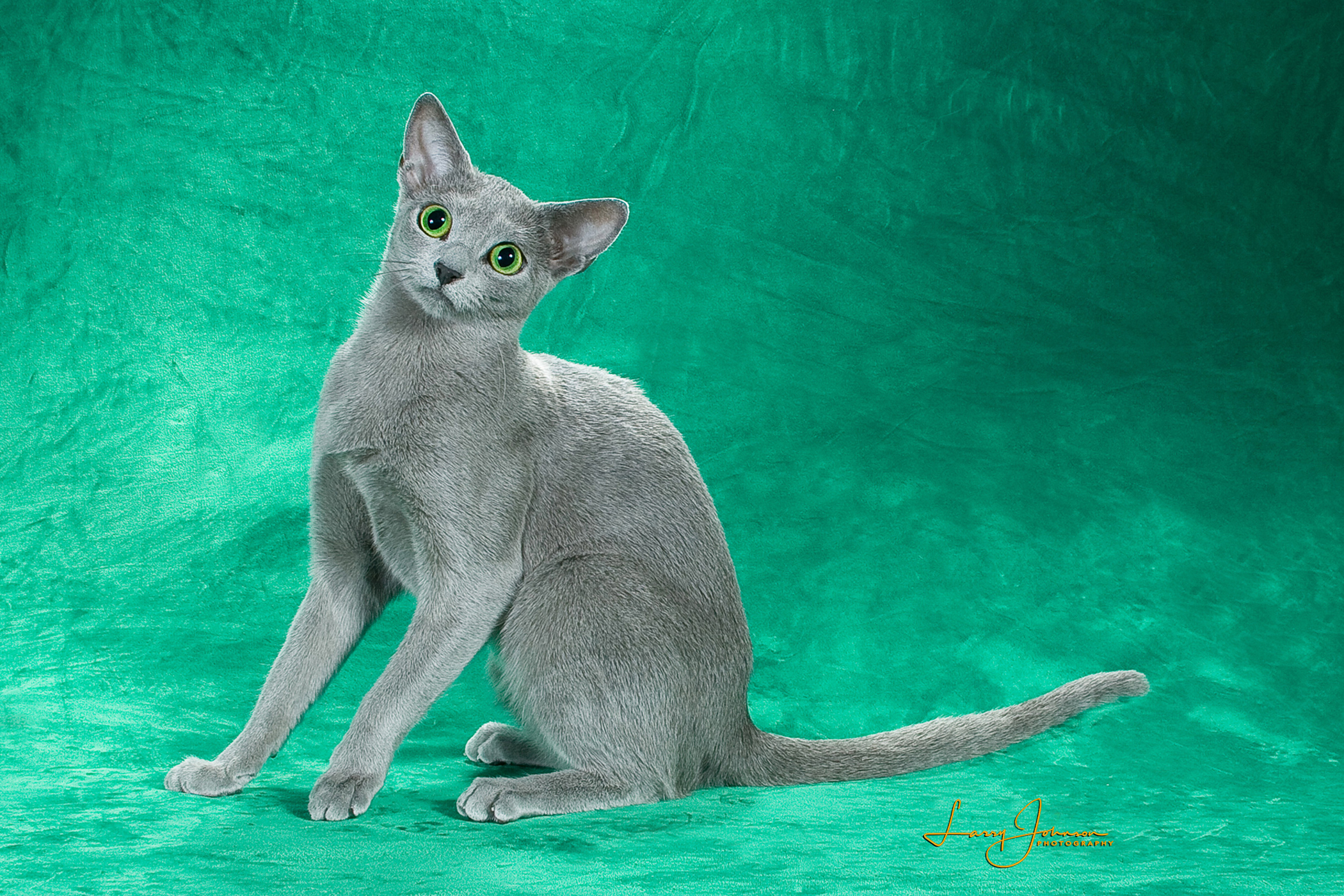 Breed Spotlight: The Elegant Russian Blue Cat  - изображение 4