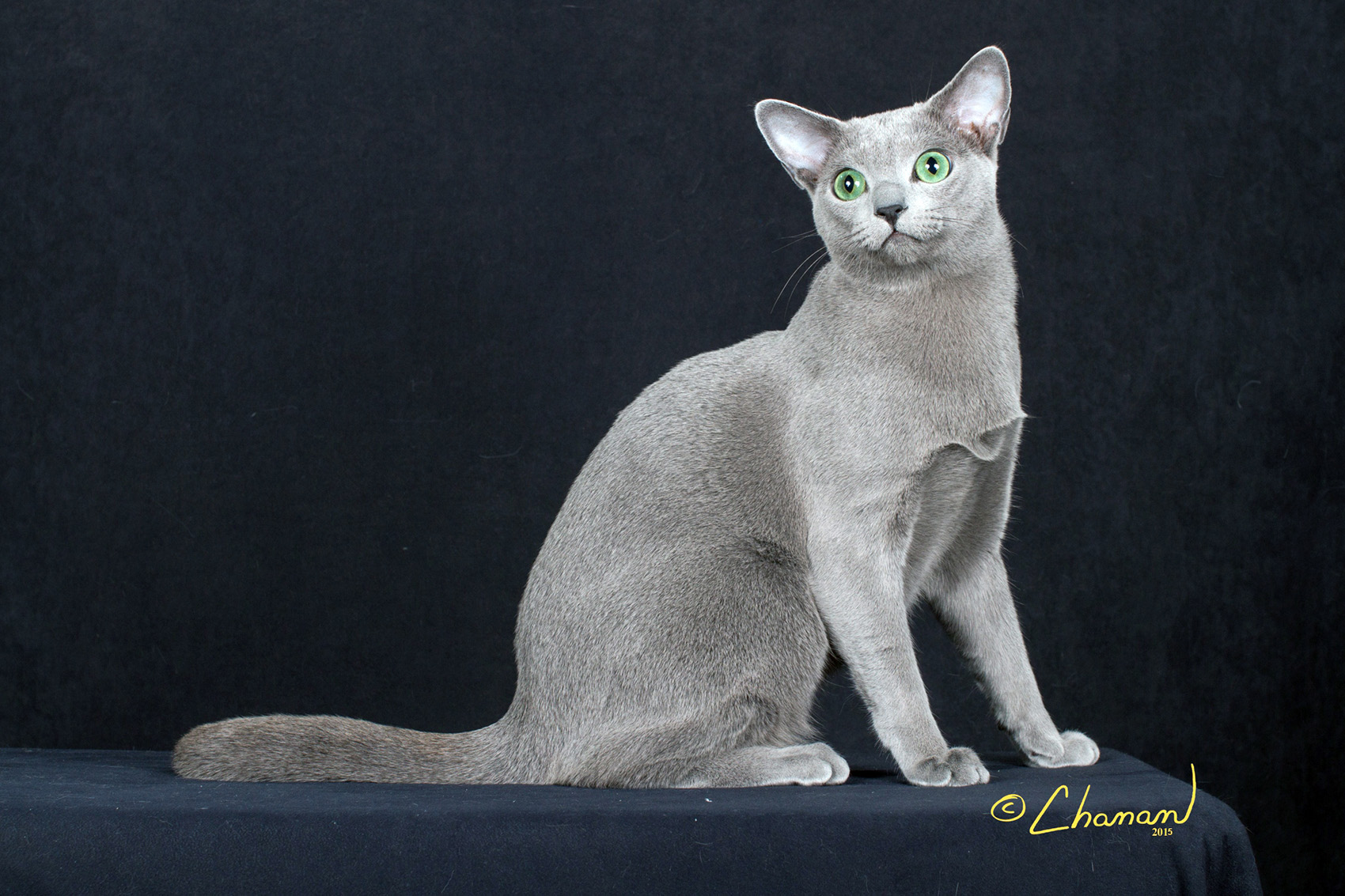 Breed Spotlight: The Elegant Russian Blue Cat  - изображение 2