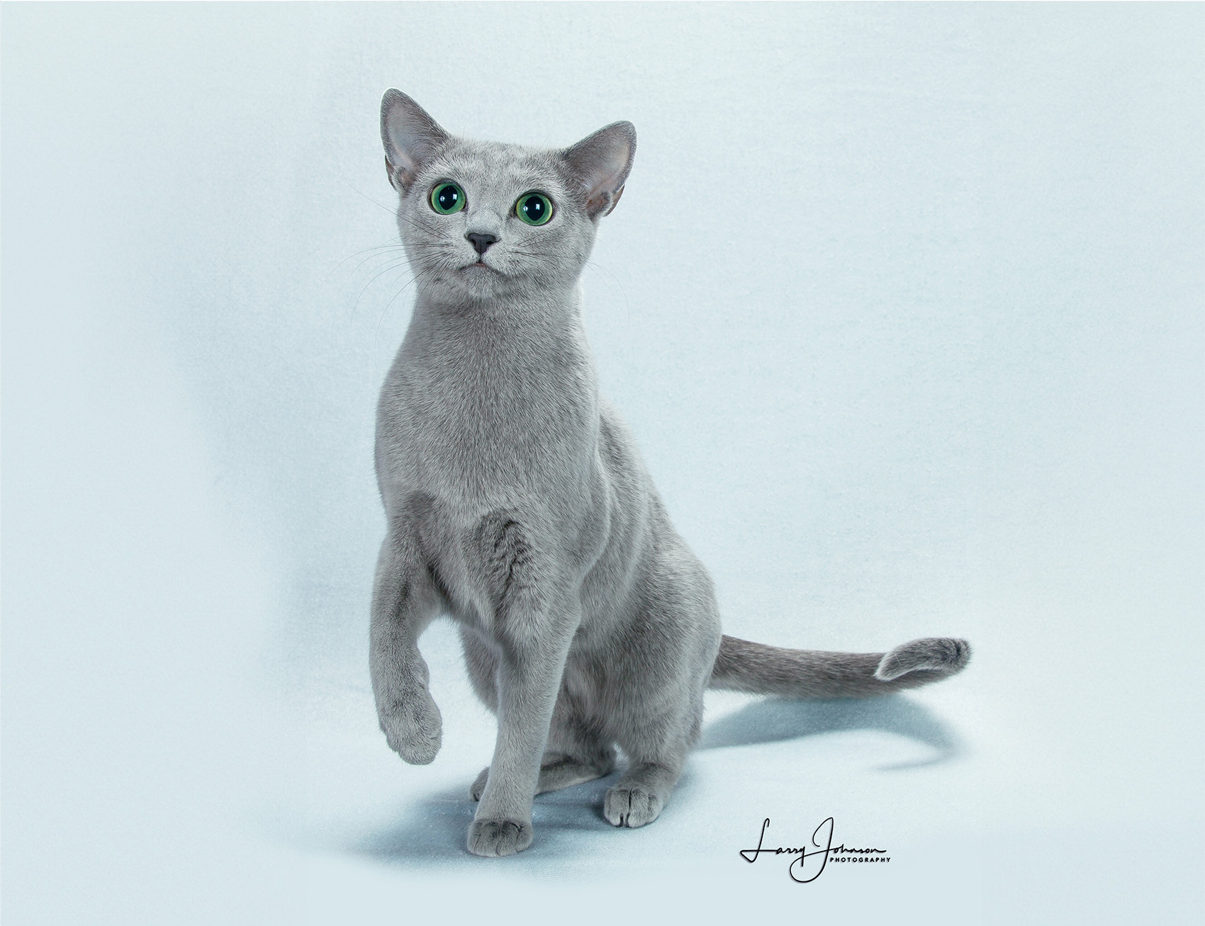 Breed Spotlight: The Elegant Russian Blue Cat  - изображение 3