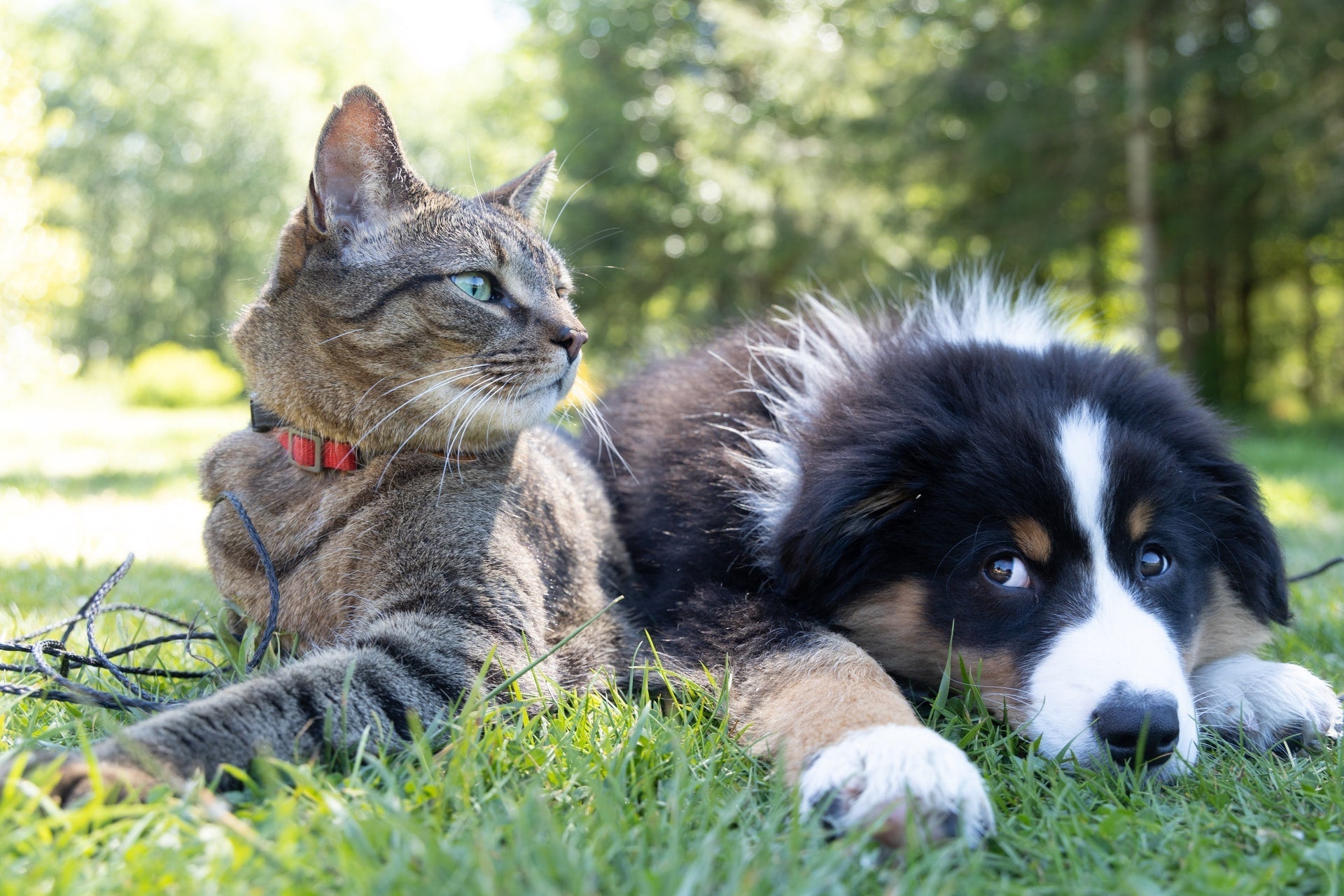 Living with Dogs and Cats: Creating Harmony Between Species - изображение 2