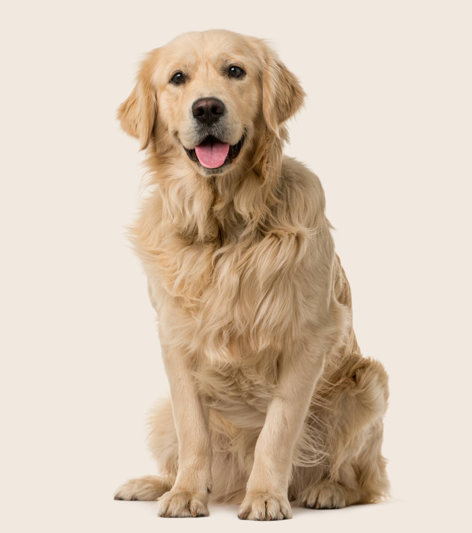 Dog Breed of the Week: The Friendly Golden Retriever  - изображение 3