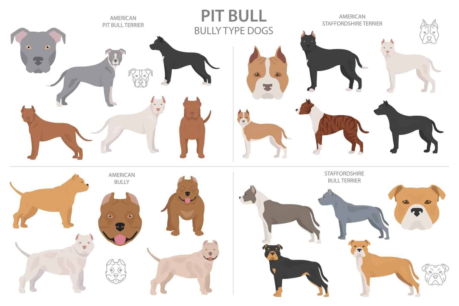 Dog Politics: Breed Bans & How Policy Affects Pets - изображение 4