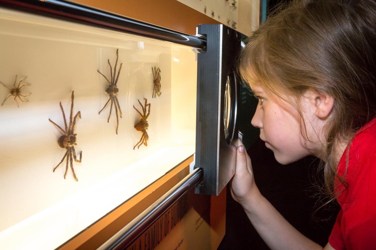 Tarantulas in the Living Room: Fear vs Fascination - изображение 4