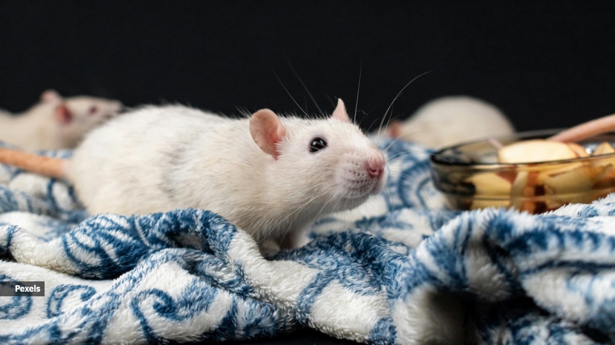 Pet Rats: Clean,Smart,and Still Misunderstood - изображение 2