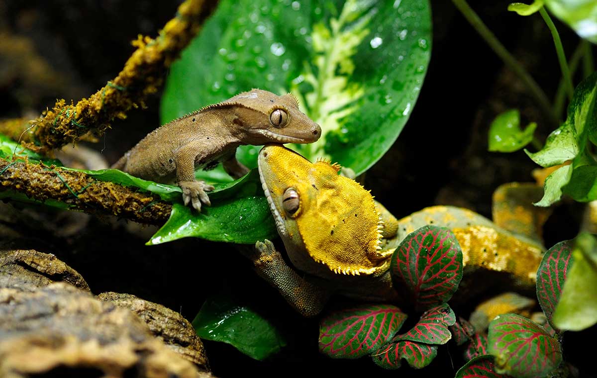 Reptiles as Roommates: Heating,Lighting and Respect - изображение 2