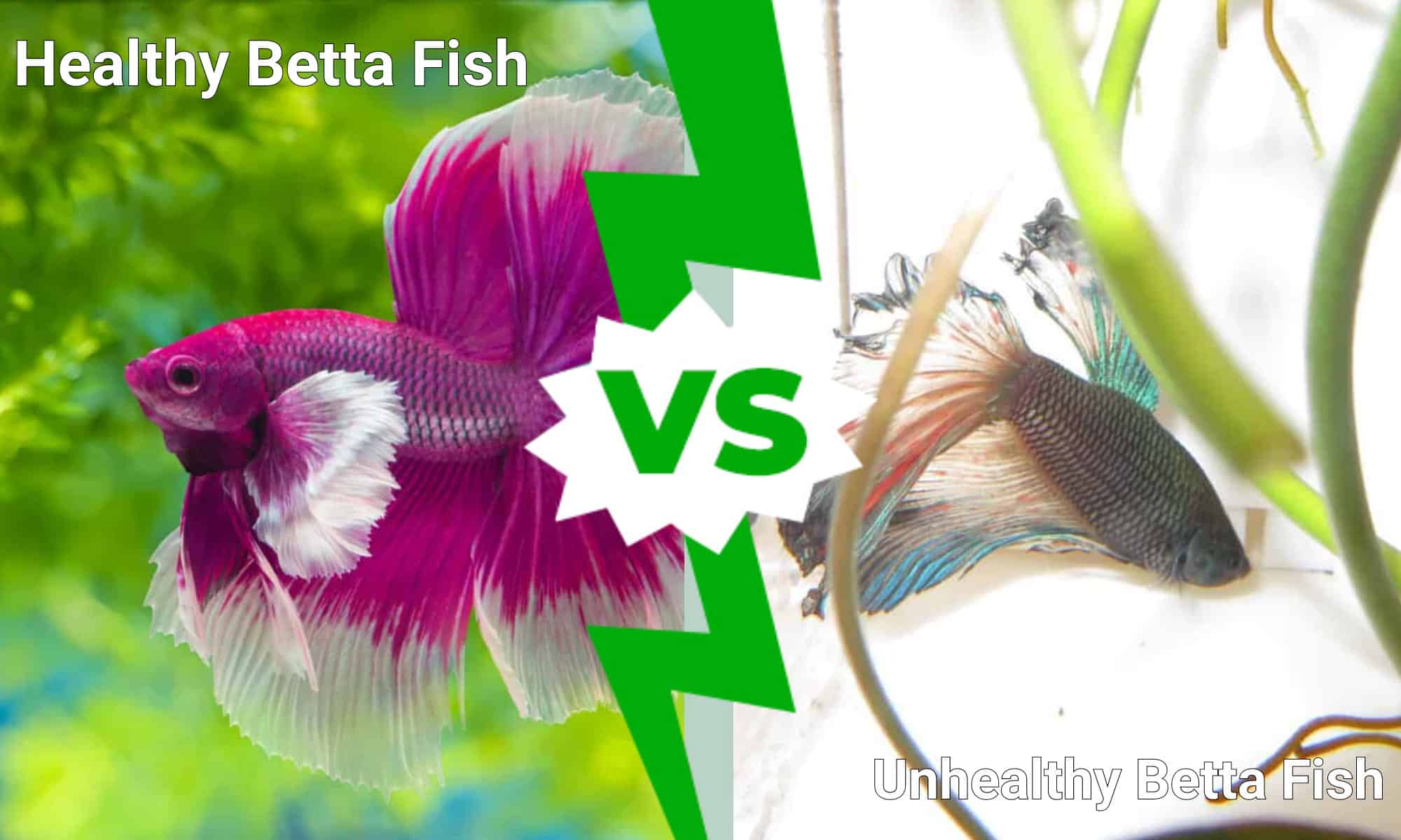 Why Your Betta Fish Isnt a Fighter: The Truth About Solitary Species - изображение 4