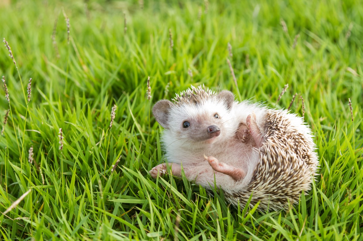 Hedgehogs as Pets: Between Cute and Illegal (Is It a Good Idea?) - изображение 4