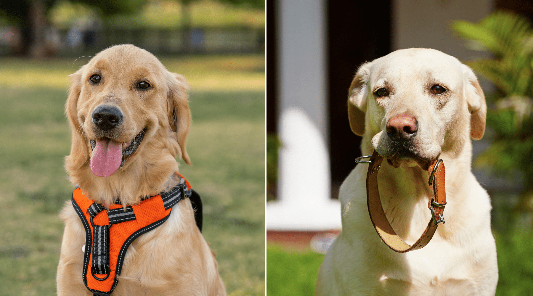 How to Choose the Best Collar or Harness for Your Dog - изображение 3