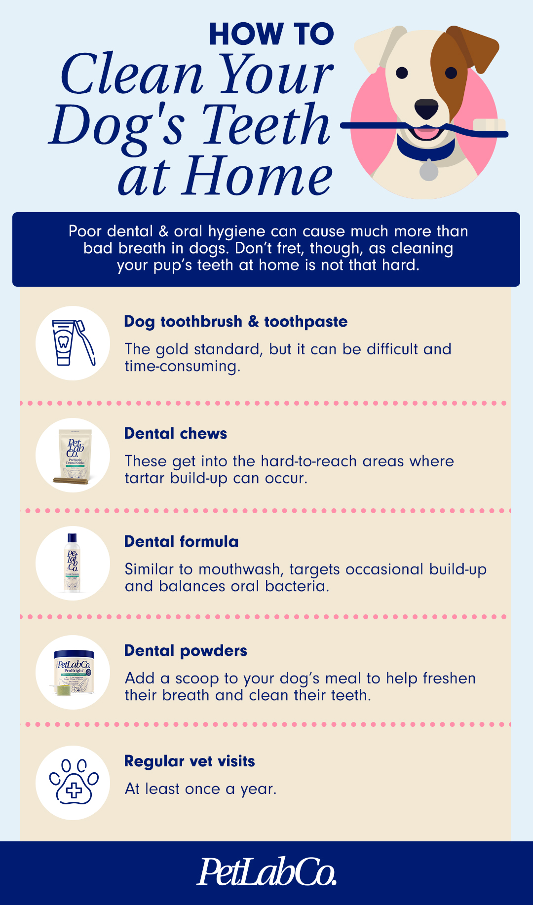 Dental Health: Why Your Dog’s Teeth Matter More Than You Think - изображение 2
