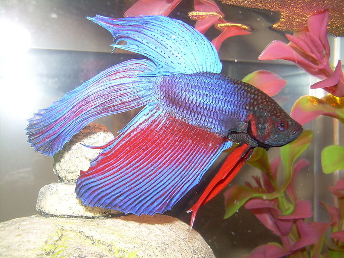 Why Your Betta Fish Isnt a Fighter: The Truth About Solitary Species - изображение 3