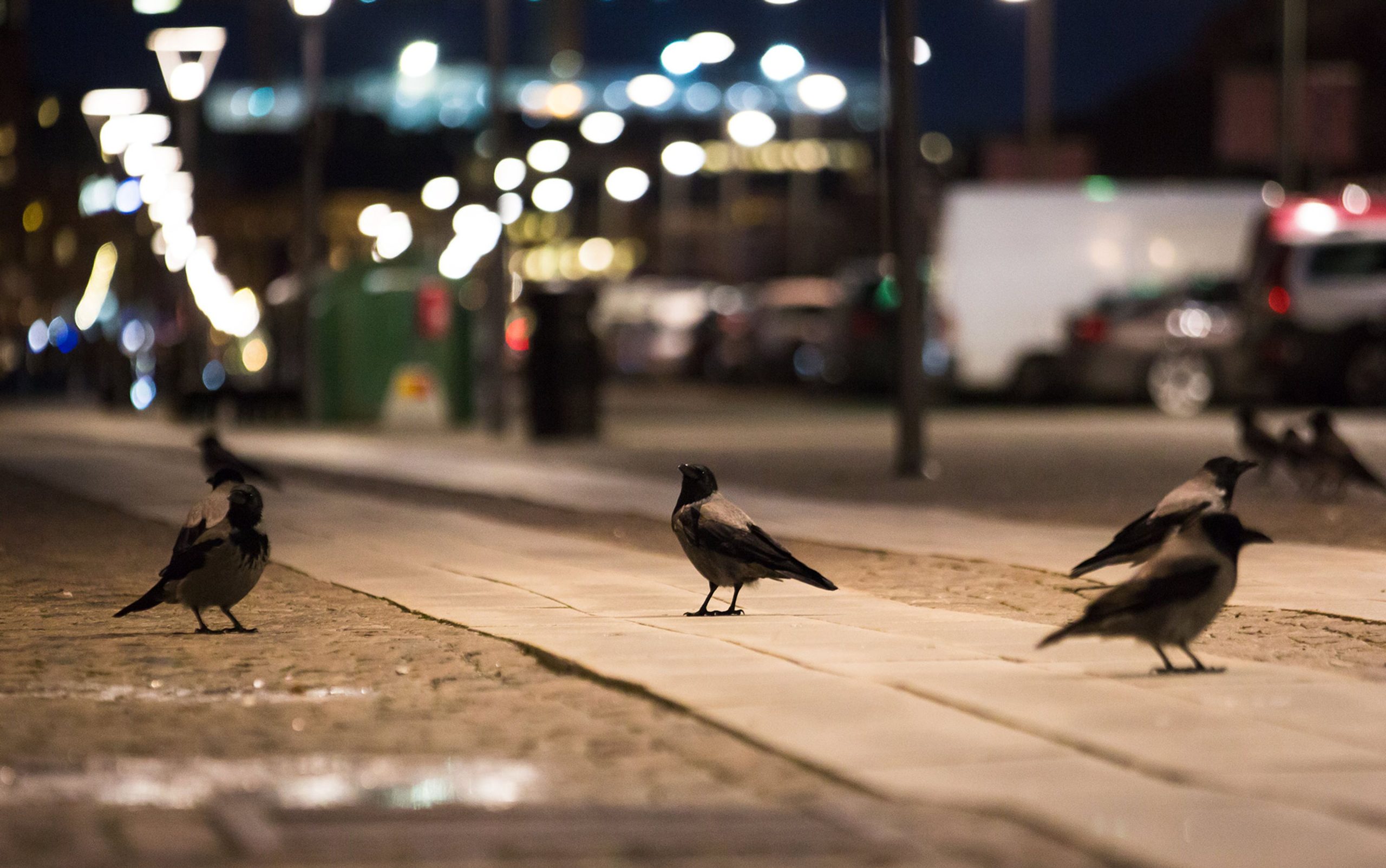 city birds - изображение 4