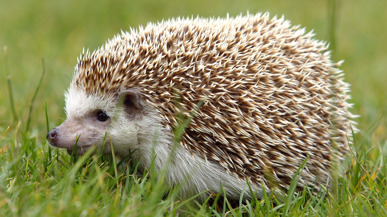 Hedgehogs as Pets: Between Cute and Illegal (Is It a Good Idea?) - изображение 2