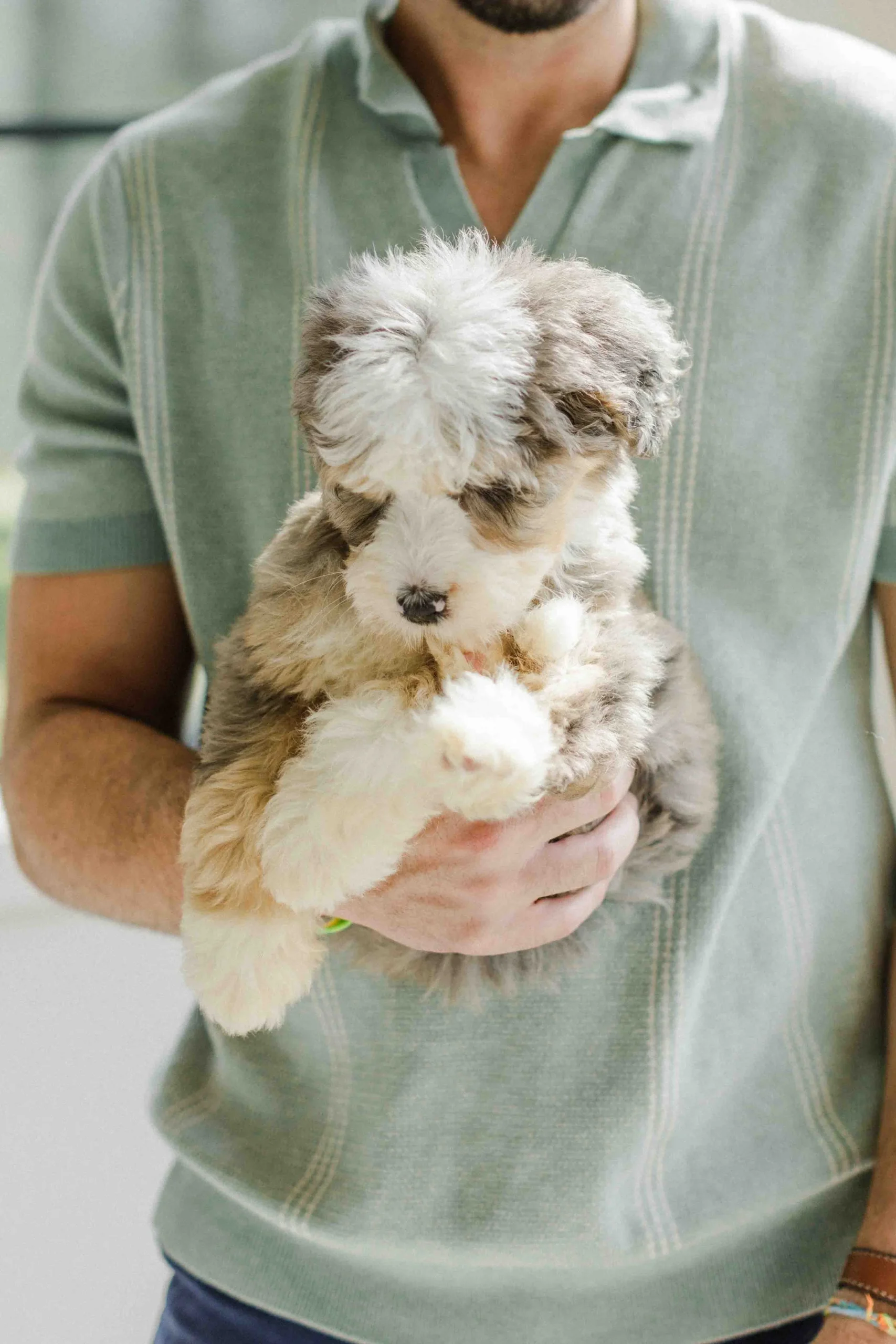 The Ethics of Designer Dogs: Should You Support the Trend? - изображение 4