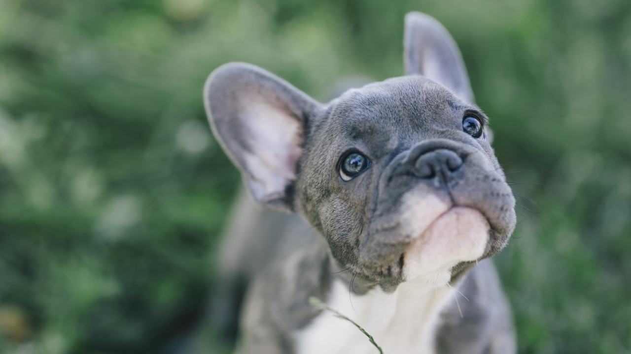 The Ethics of Designer Dogs: Should You Support the Trend? - изображение 2