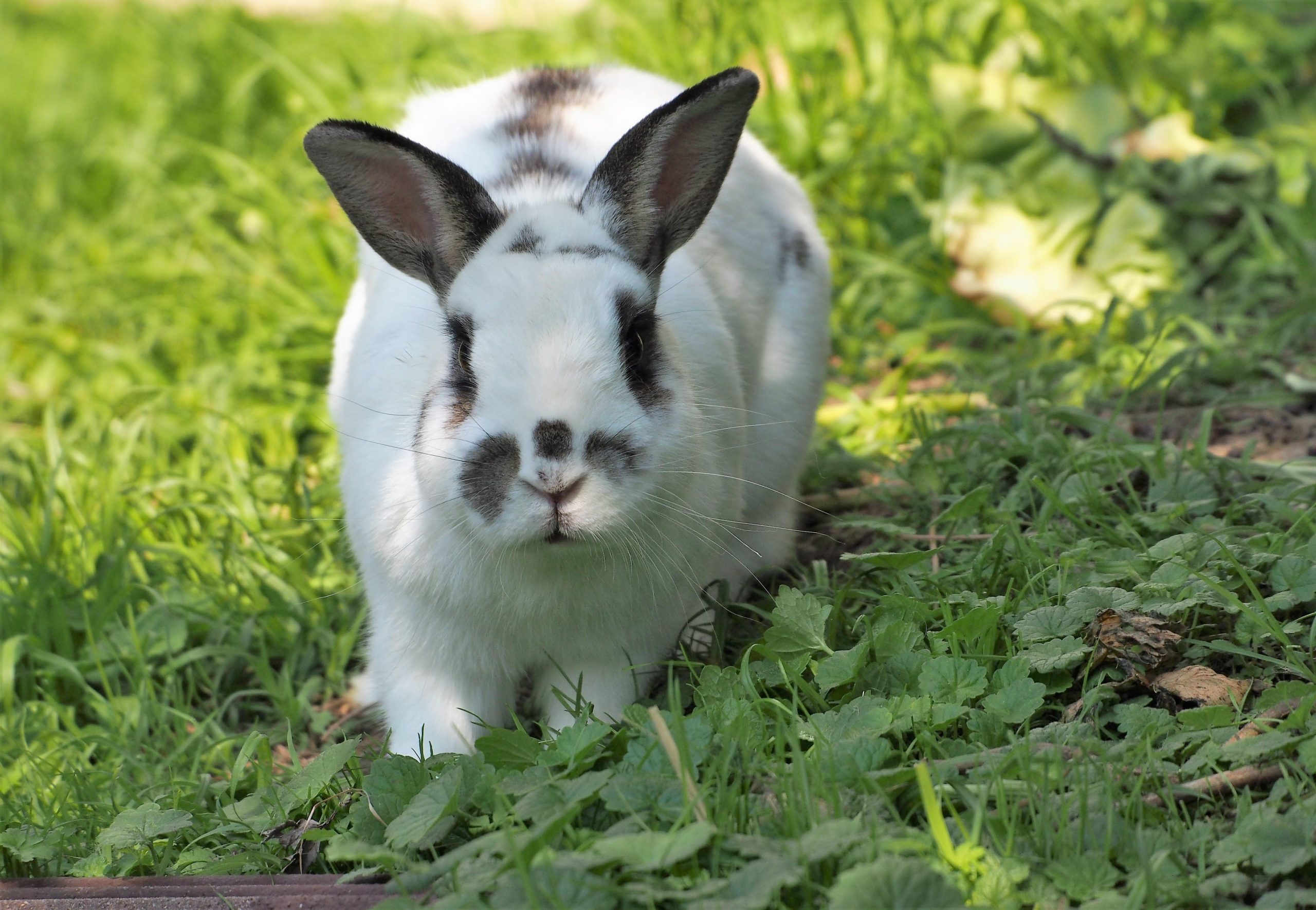 From Farm to Apartment: The Urbanization of Bulgarian Animal Companions - изображение 4